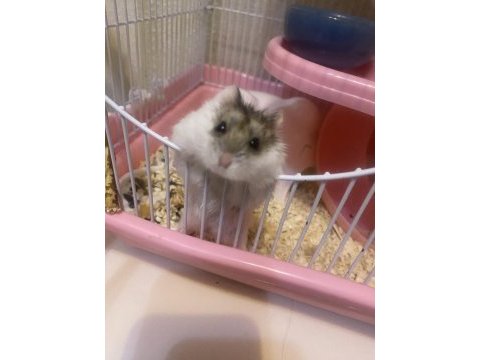 Gonzales hamster