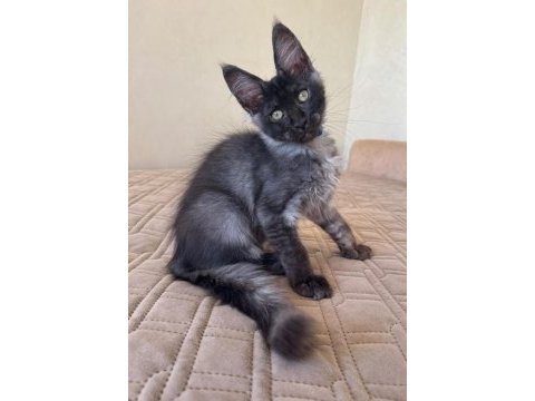 Maine coon erkek ns wcf