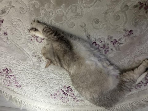 15 aylık dişi scottish straight