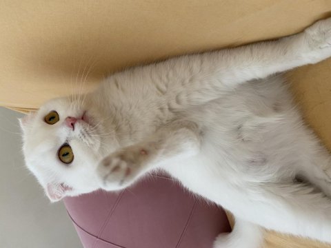 3 yaşında scottish fold