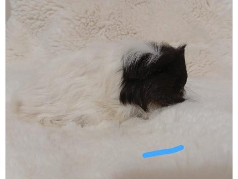 Guinea pig bebekler