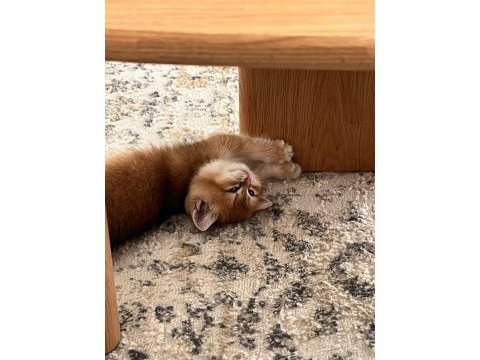 British shorthair golden shaded 2 aylık yavru dişi