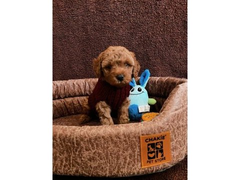 Minnacık toy boy poodle kuzularım ev doğumlu