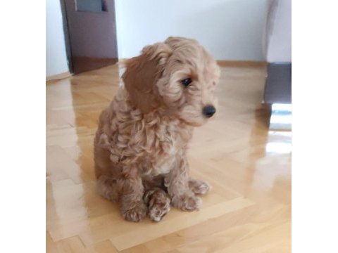 3 aylık güzel kızımız yeni ailesini bekliyor toy poodle
