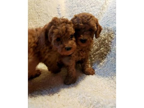 Safkan aşılı pasaportlu garantili toy poodle lar