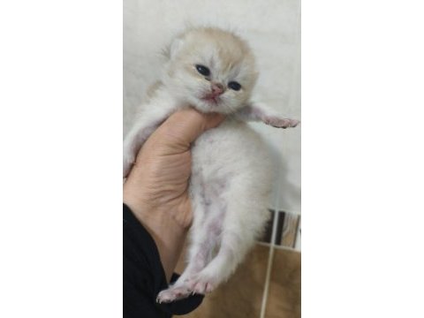 Golden safkan şecereli anne baba yavruları kediler