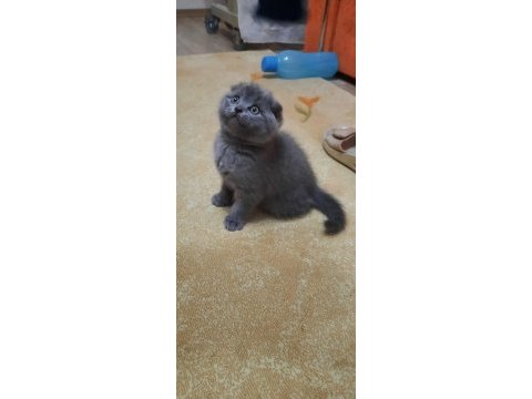Birinci sınıf scottish fold yavrular