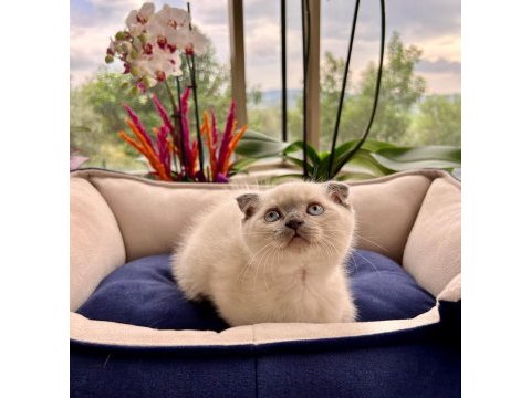 Oyuncu sağlıklı british longhair yavrularım teslime hazır