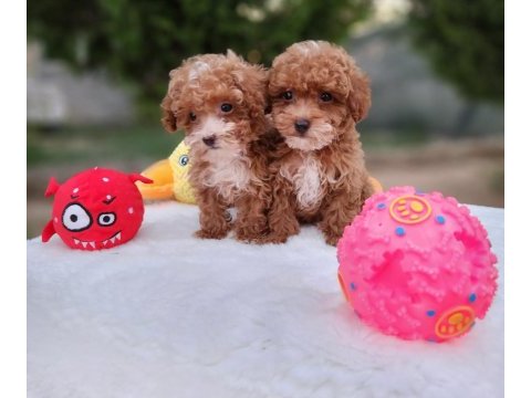  maltipoo  yavrularımız 
