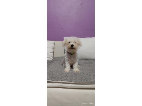 4 aylik terrier bebek uyguna verilecek