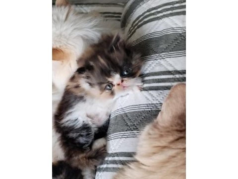 Minik chinchilla kızımıza yeni yuva