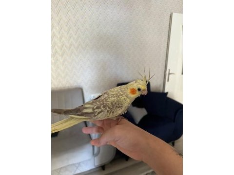 Evcil konuşabilen sultan papağanı yavruları