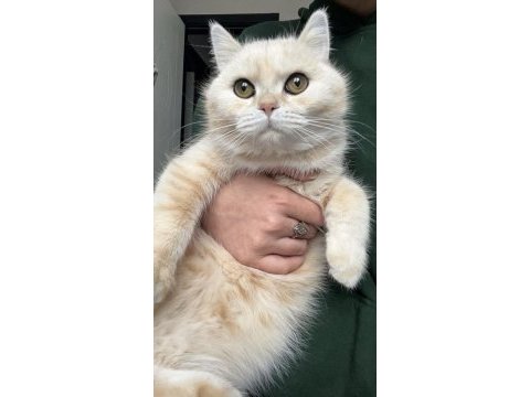2 yaşında dişi british shorthair