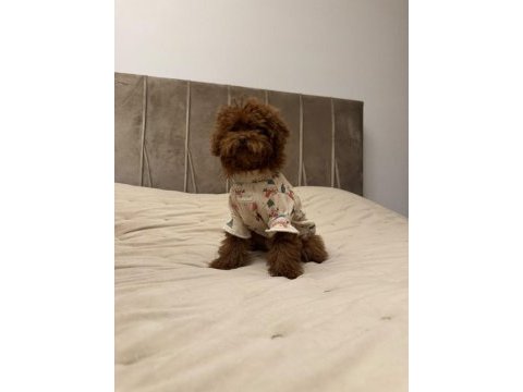 Kore poodle 5 aylık dişi