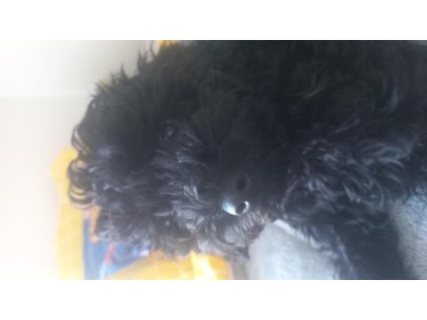 6 aylık dişi toy poodle