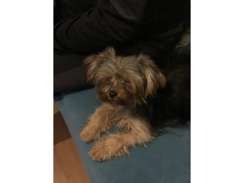 Yorkshire terrier bu kadar ufağı türkiye de yok
