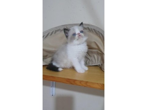 Exotic shorthair minnoşlar