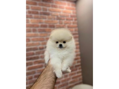 Üst düzey dişi pomeranian yavrular