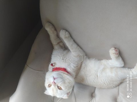 Scottish fold 8 aylık