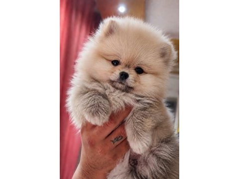 Mersin yavru pomeranian boo