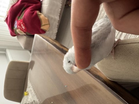 Ele gelen forpus papağanı