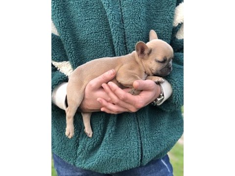 5 aylık micro dişi blue fawn french bulldog
