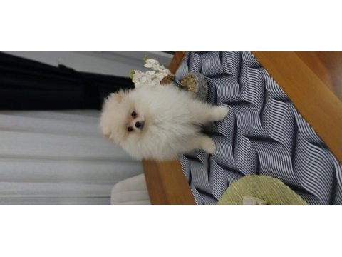 Pomeranian erkek yavru
