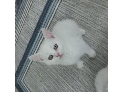 52 günlük british shorthair yavrular
