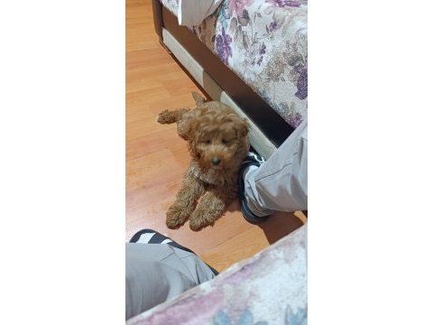 Maltipoo 3 aylık erkek
