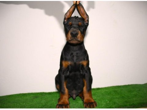 Kif a secereli yurtlarından gelme doberman damizliklar