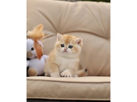 Ny12 british longhair ve shorthair (ücretsiz değildir)