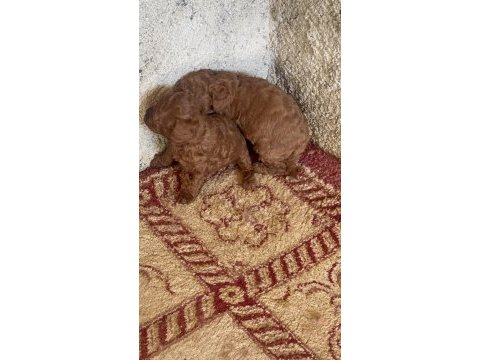 Kilo garantili toy poodle kore