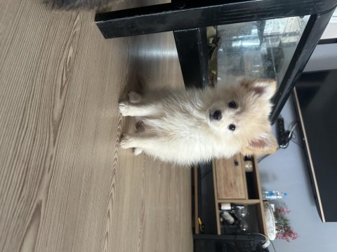 2 aylık pomeranian spitz yavrular