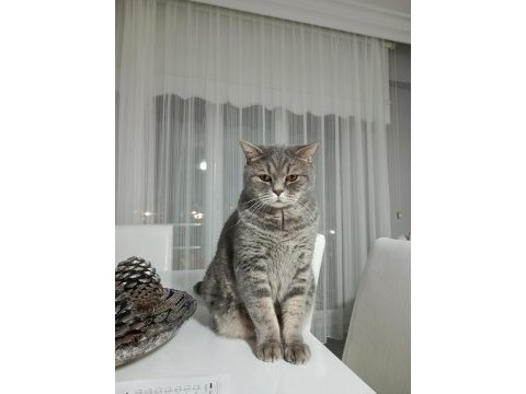 British shorthair kedisi