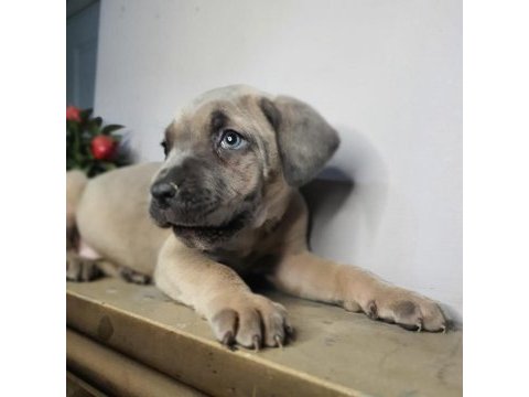 Safkan cane corso yavrular