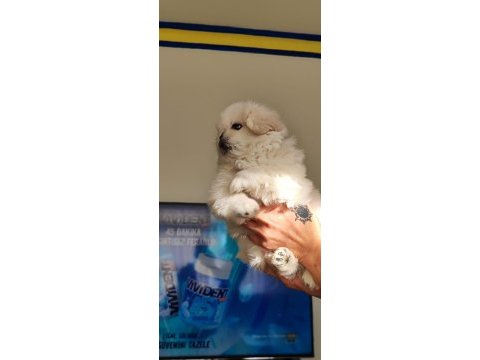 Pekinez yavru erkek köpeğimiz