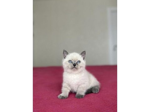 British shorthair yavrular her ile gönderim