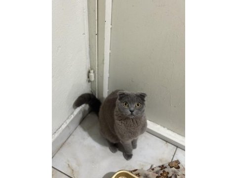 Bal gibi scottish fold kız