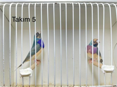 Gökkuşağı ispinozu her renk mevcuttur