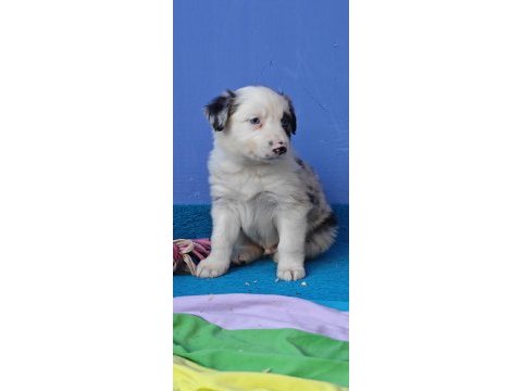 Kızıl merle inanılmaz güzellikte border collie yavrular