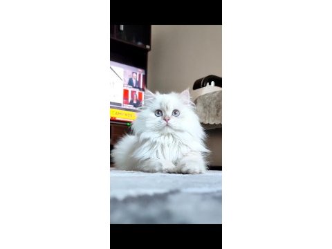 British longhair safkan yavrumuz