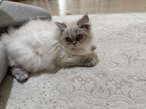 Beyaz british longhair