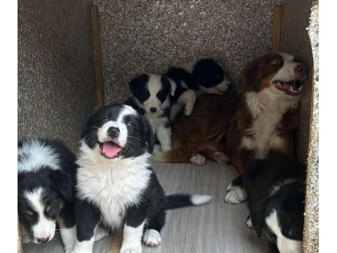 Evinizin neşesi border collie yavrular kapıda ödeme
