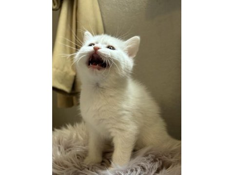 2 aylık british shorthair