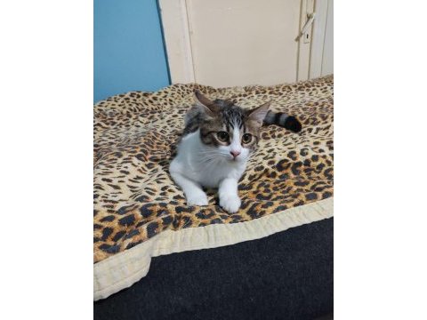 6 aylık dişi kedi wanda