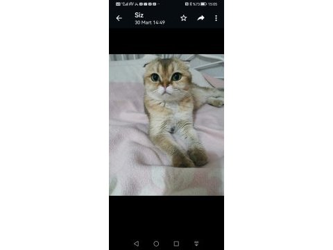 Acil yeni yuva arıyorum scottish fold dişi