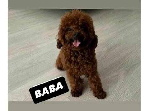 Kore toy poodle orjinal ev ortamında