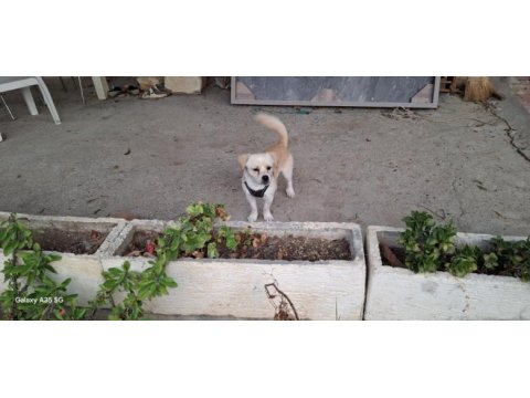 Pekinez ve terrier melezi