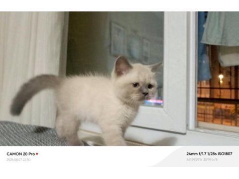 Dişi british shorthair kedisi