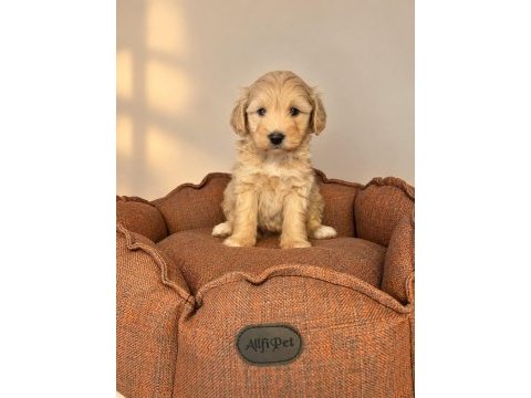 Babyface maltipoo yavrularımız